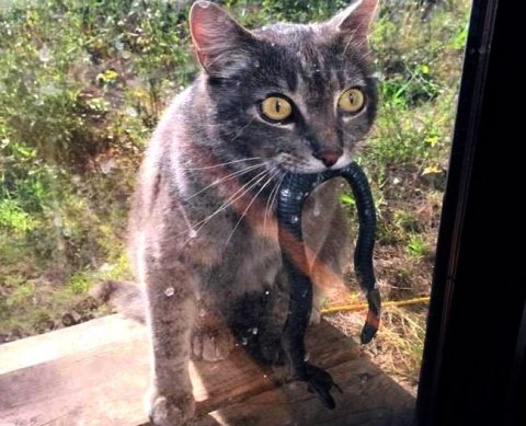 Что учитывает агент в доходах или расходах - определяется агентским договором