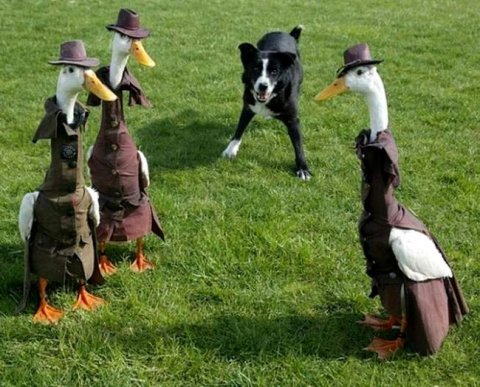 Руководителем аудита может быть только аудитор с новым аттестатом – Минфин