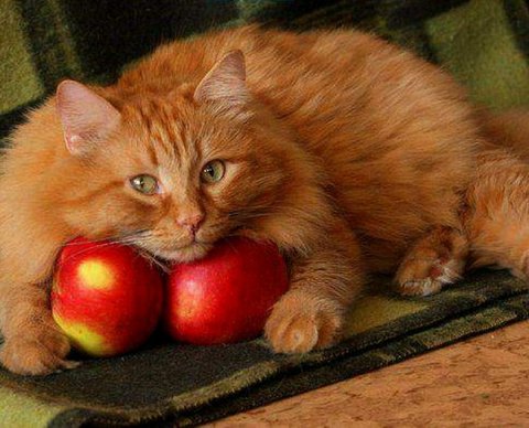 Наиболее важные новости двух недель 1-12 ноября 2021 года