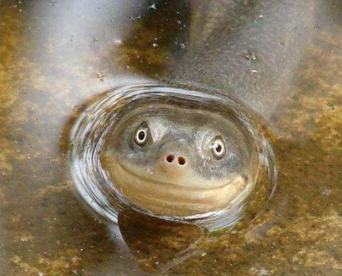 АУСН: для подтверждения автоматически посчитанного налога надо будет "молчать"