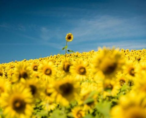 Как узнать, почему аудиторскую организацию исключили из реестра оказыающих услуги ОЗО