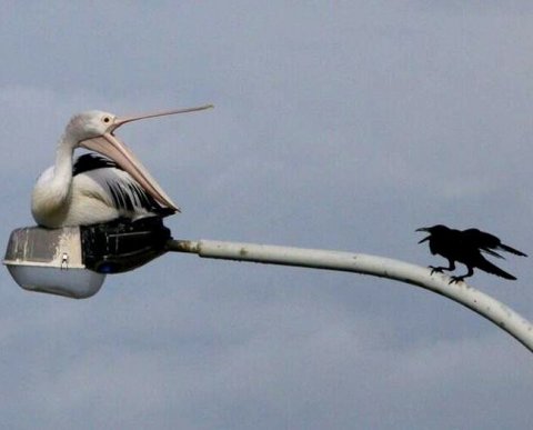 Участника, которого пытался выгнать из фирмы его коллега, защитили ИФНС и суды