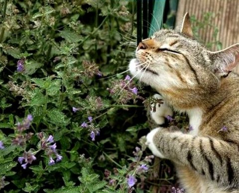 Плату за НВОС на следующий год могут поднять на 8,3% - проект