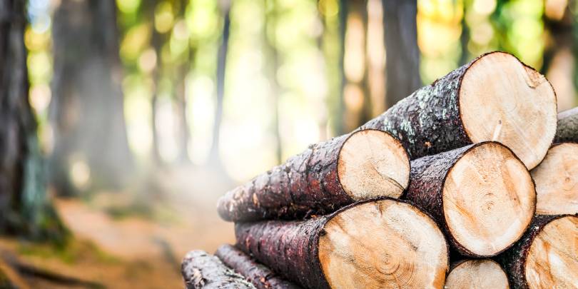 Подконтрольная АФК «Система» Segezha Group не ощутила последствий санкций