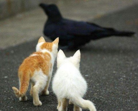 Одна фирма не может "наслать" на другую выездную налоговую проверку