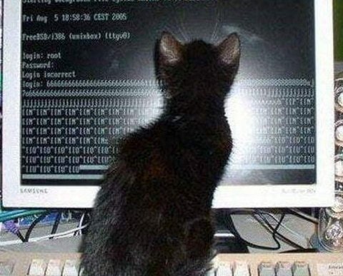 Налоговая приостановила выездные проверки IT-компаний до 2025 года