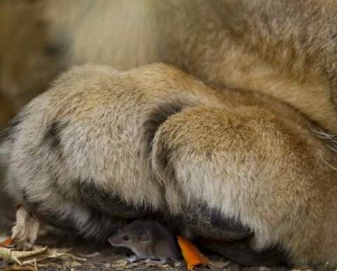 Индивидуальным аудиторам запретят обязательный аудит АО, включая ПАО