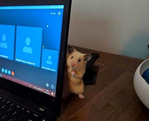 На сайте ФНС изменились адреса для видео-конференцсвязи с налоговиками