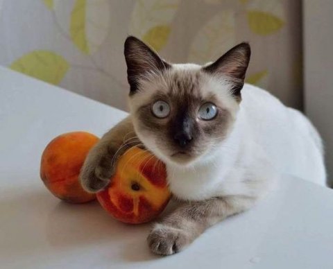 Органы власти будут получать меньше информации о поданных заявлениях на возврат налогов