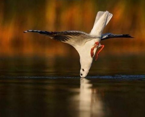 Что проверит казначейство, прежде чем внести аудиторскую организацию в свой реестр