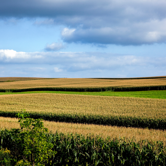 Квоты на экспорт зерна