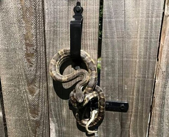 Уголовные налоговые дела - только с подачи налоговиков: закон принят в третьем чтении