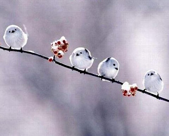 Минфин разъяснил, для каких НПАО аудит остался обязательным