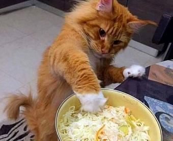 Принципы внешнего контроля качества работы аудиторов отменяются