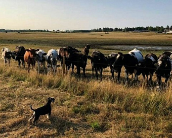 ФСС: новые ориентиры по численности применяются с отчетности за 1 квартал