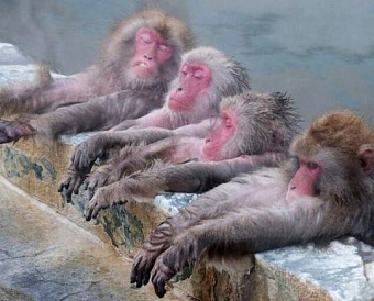 Поправки насчет обязательного аудита акционерных обществ приняты в виде закона