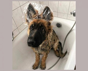 Завтра пройдет "антиотмывочный" вебинар, за который аудитор может получить "корочку"