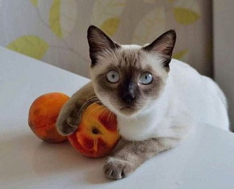 Органы власти будут получать меньше информации о поданных заявлениях на возврат налогов