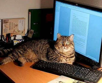 Бухгалтерскую отчетность официально разрешат сдавать через сайт ФНС