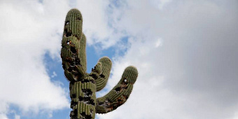 Британская Diageo инвестирует $500 млн в развитие производства в Мексике