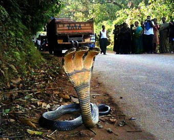 Совета по аудиторской деятельности не будет с начала 2022 года - вышел приказ