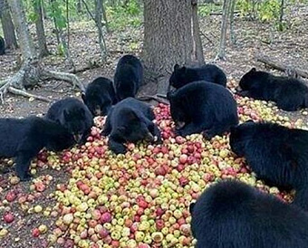 Часть зарплаты, выплаченная за счет последних "вирусных" субсидий, не будет облагаться НДФЛ и взносами
