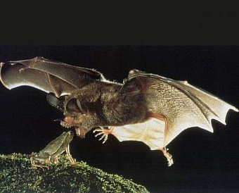 Малый бизнес сэкономит на административных штрафах - инициатива Минэка