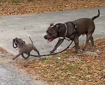 СРО ААС ищет своего аудитора