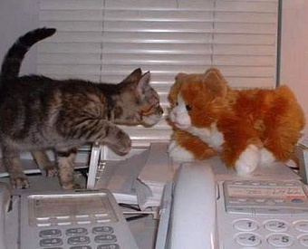 Самозанятый решил, что ему неправильно начислили налог: куда обратиться